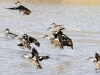 Grey Teal ducks take off from Tarara dam.