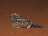 Spotted Nightjar on road at night during spot-lighting in Stage 2