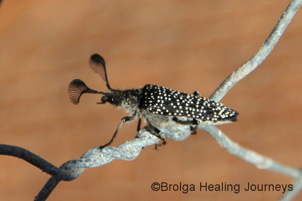 One of the many amazing, yet unknown (to us) Beetles seen at Scotia.  Check out those antennae.