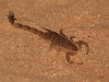 Watch where you step!  A Scorpion in the carpark at night