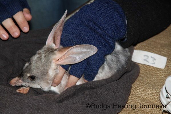Bilby during trapping