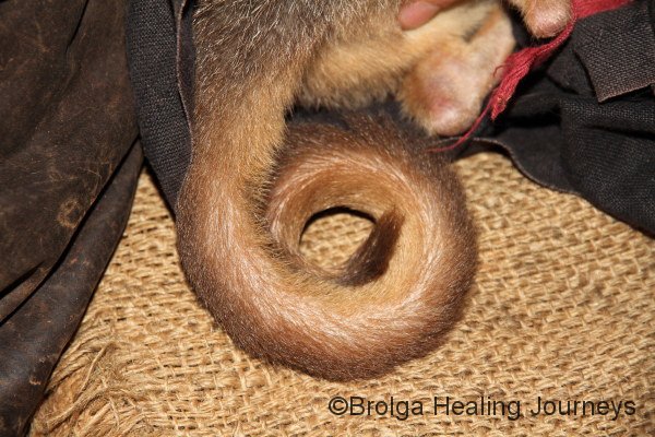 The curled, pre-hensile tail of an adult Woylie.  They carry nesting material with their tail
