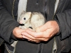 Peter holding a Boodie joey