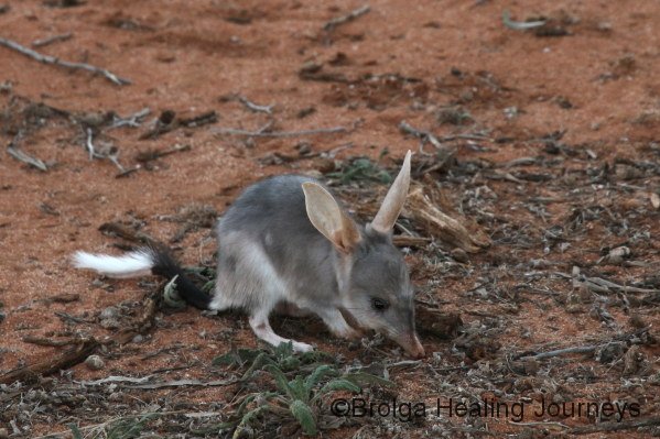 A young Bilby, unusually seen out before dark