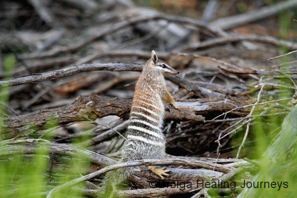 Numbat seen during fence patrol.  These termite eating, small marsupials are super fast