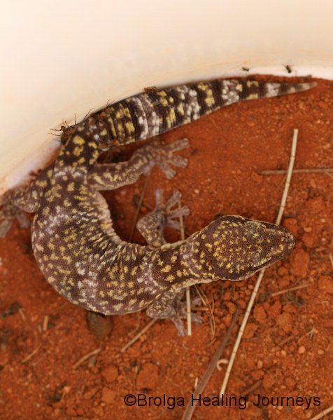 Marbled Velvet Gecko (Oedura marmorata) in a pitfall bucket.
