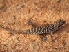 Bynoe&#039;s Gecko (Heteronotia binoei)