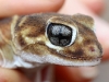 Close-up of a Smooth Knob-tailed Gecko (Nephrurus levii).  We saw plenty of these gorgeous geckos.