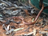 Australian Coral Snake