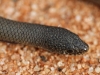 Close-up of a Delma Australis, a legless lizard.