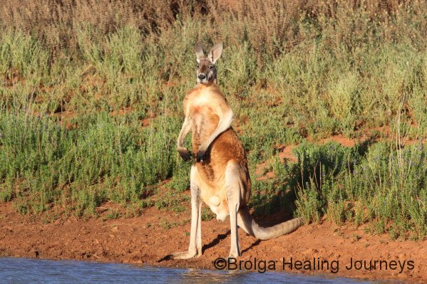 A magnificent male Red Kangaroo at one of Scotia's dams.  No, he's not from a pitfall trap!