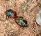 Two colourful bugs making new bugs!