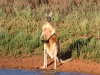 A magnificent male Red Kangaroo at one of Scotia&#039;s dams.  No, he&#039;s not from a pitfall trap!