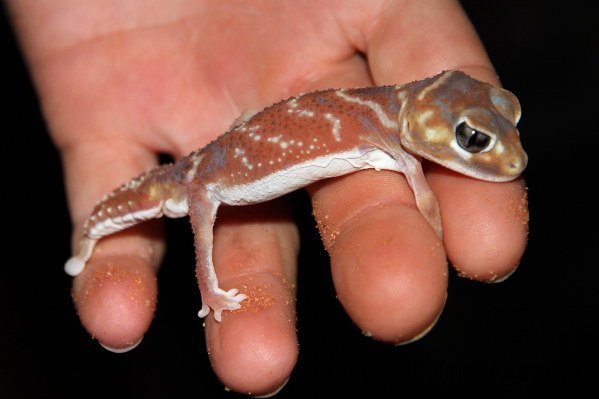 Central Knob-tailed Gecko