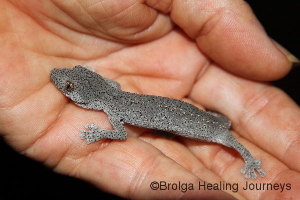 Spiny Tailed Gecko