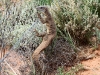 Sand Goanna on the fence.  One task on the fence patrol was to chase reptiles away from the fence 