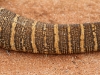 Detail of Sand Goanna