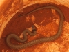 Close-up of the Banded Brown Snake