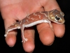 Central Knob-tailed Gecko