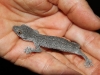 Spiny Tailed Gecko