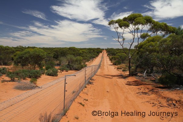 View along the feral-proof fence at Scotia
