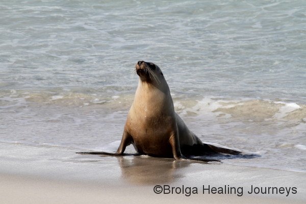 An Australian Sea-Lion returns to shore at Seal Bay.  It may have been at sea for three days, up to 40 kilometres from land, and will now rest up before it returns to sea