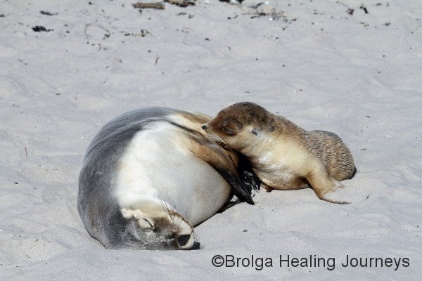 Sea-Lion pup suckles from its mother on the beach at Seal Bay, Kangaroo Island
