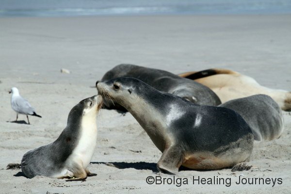 This appears to be a touching scene, but in fact the larger Australian Sea-Lion was bullying the little one. Seal Bay, Kangaroo Island