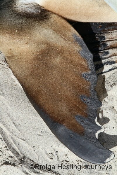 Close-up of Australian Sea-Lion flipper
