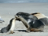 This appears to be a touching scene, but in fact the larger Australian Sea-Lion was bullying the little one. Seal Bay, Kangaroo Island