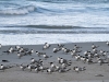 Some other wildlife at Seal Bay - Terns on the shoreline.