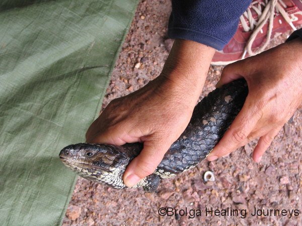 Shingleback Lizard, found under our camper trailer floor, Eyre Peninsula SA