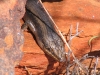Skink, Living Desert near Broken Hill NSW