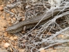 A Desert Skink, I think, though don't quote me on that.