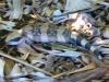 Western Blue Tongued Lizard in leaf litter, Desert Sweet Bananas Plantation, Carnarvon WA