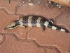 Blue Tongued Lizard at campground.  Showing just the tip of its blue tongue. Yulara NT