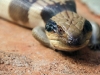Close-up of the Blue Tongued Lizard - not real happy with me being so close! Yulara NT