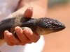 Nirbeeja holds the Western Blue-tongue Lizard, Scotia Sanctuary