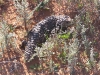 Shingleback Lizard, Kinchega Ntl Pk NSW. Which end is which?  Head at top right