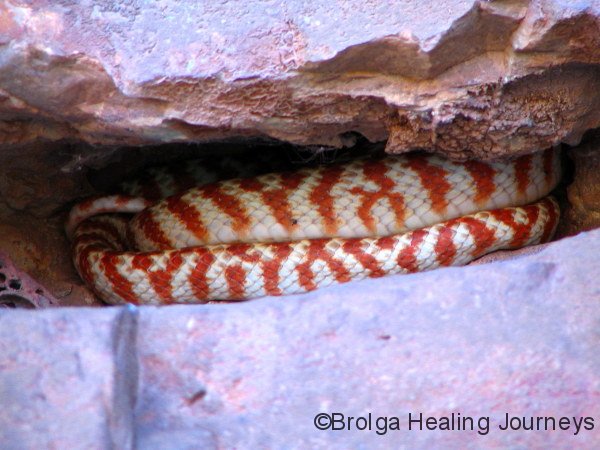 Northern Brown Tree Snake, Wunnumurru Gorge, the Kimberley