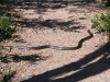 A 2m Dugite, a poisonous member of the Brown Snake family, suns itself on the track, Cape le Grand Ntl Pk WA