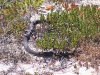 Peninsula Brown Snake blocks the path, Memory Cover Wilderness area, Eyre Peninsula, SA