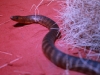 Woma Python, Alice Springs Desert Park, Nocturnal House 