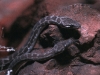Stimson's Pythons, Alice Springs Desert Park, Nocturnal House