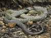 Mulga Snake (otherwise known as the King Brown), Alice Springs Desert Park