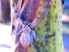 Large spider in the Kimberley, about 7cm long