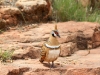 Spinifex Pigeon. This beautiful bird is commonplace along the walks around Kings Canyon