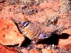 Spinifex Pigeon, Kings Canyon NT