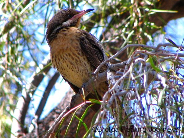 Spiny-Cheeked Honeyeater, MacDonnell Ranges foothills, NT