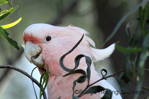 Pink Cockatoo, also called the Major Mitchell's Cockatoo, West MacDonnell Ranges